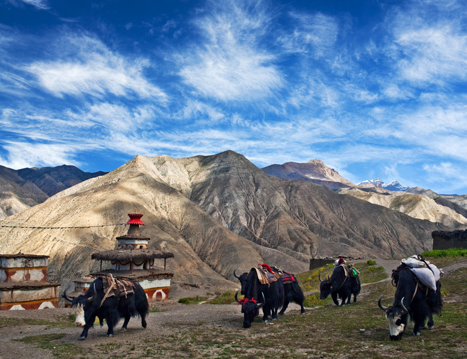 Caravan of yaks in Saldang village, Nepal. Saldang lies in Nankhang Valley, the most populous of the sparsely populated valleys making up the culturally Tibetan region of Dolpo.