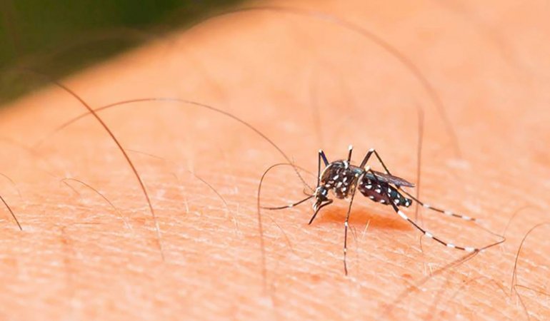 Mosquito Aedes aegypti transmissor do Zika