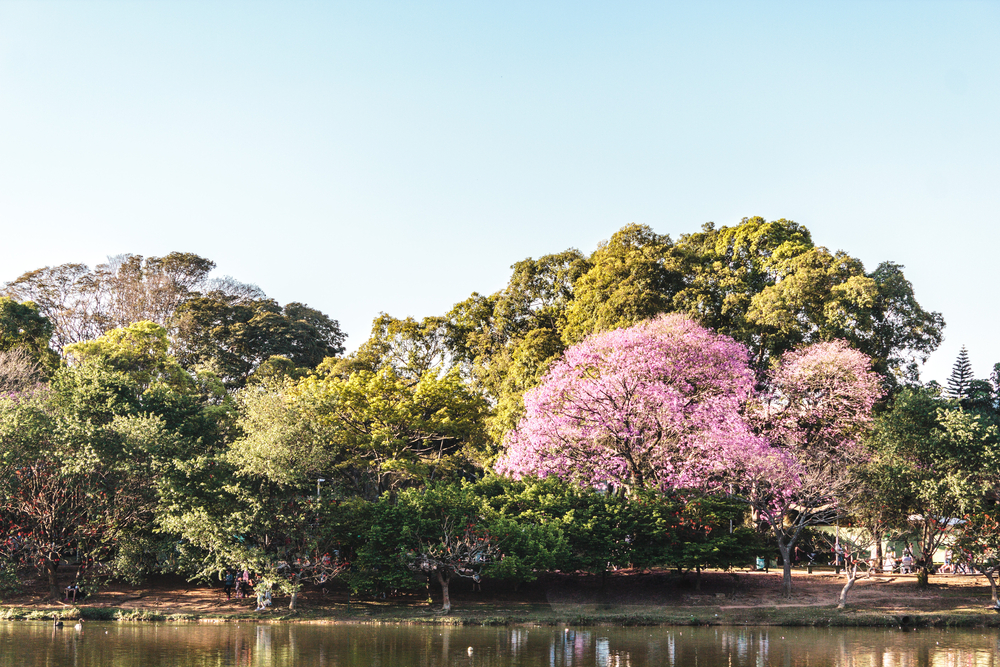 Jardim florido do Parque Ibirapuera em São Paulo