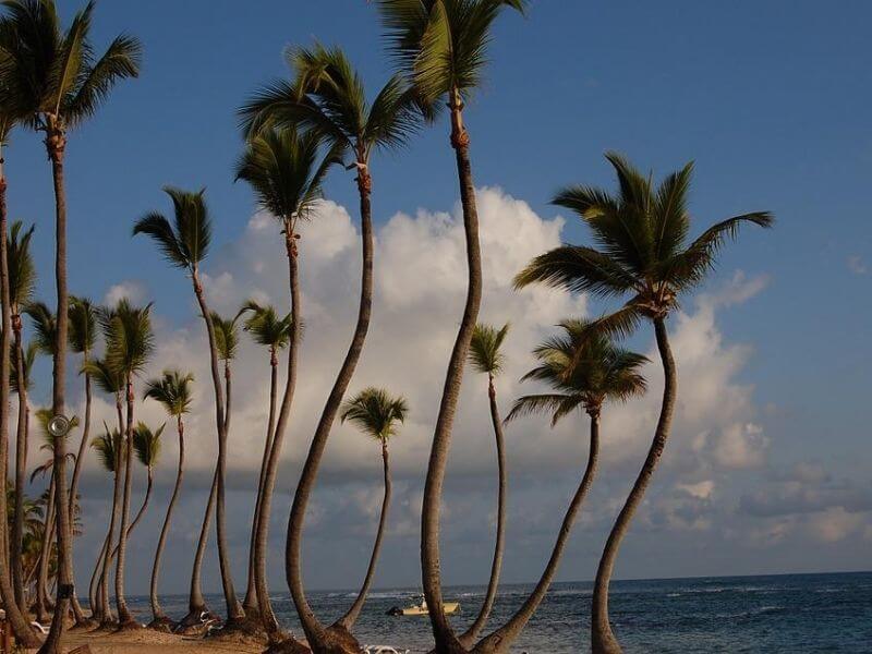 Palmeiras na praia de Punta Cana