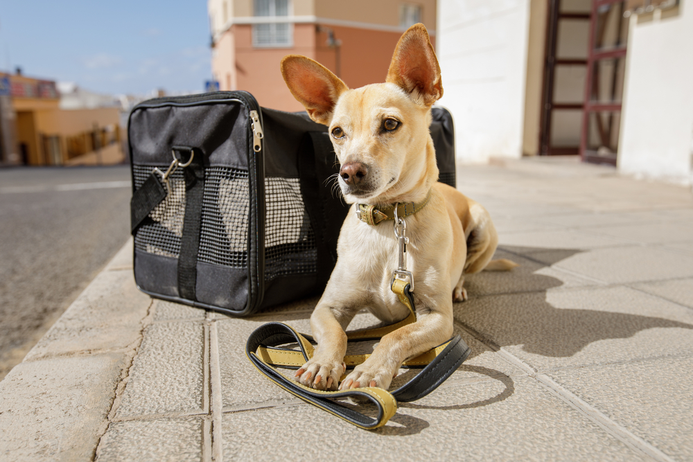 Cachorro ao lado de mala para viajar