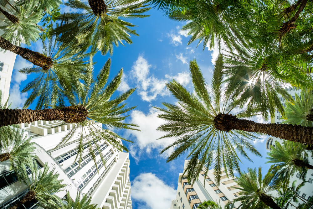 Coqueiros e prédios em Miami