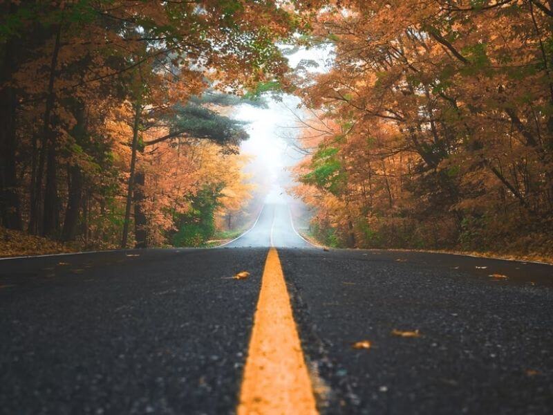 imagem de uma estrada e árvores em tonalidade alaranjada ilustrando uma viagem no outono