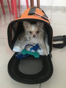 Cachorro na caixa de transporte para viajar de avião
