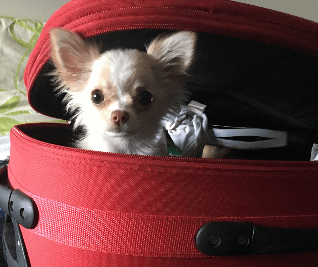 Cachorro em uma mala vermelha