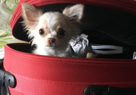 Como levar cachorro no avião?
