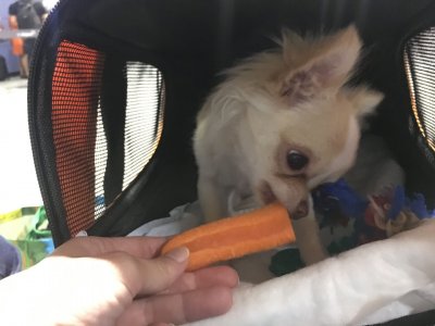 Cachorro comendo petisco para se distrair em viagem de avião
