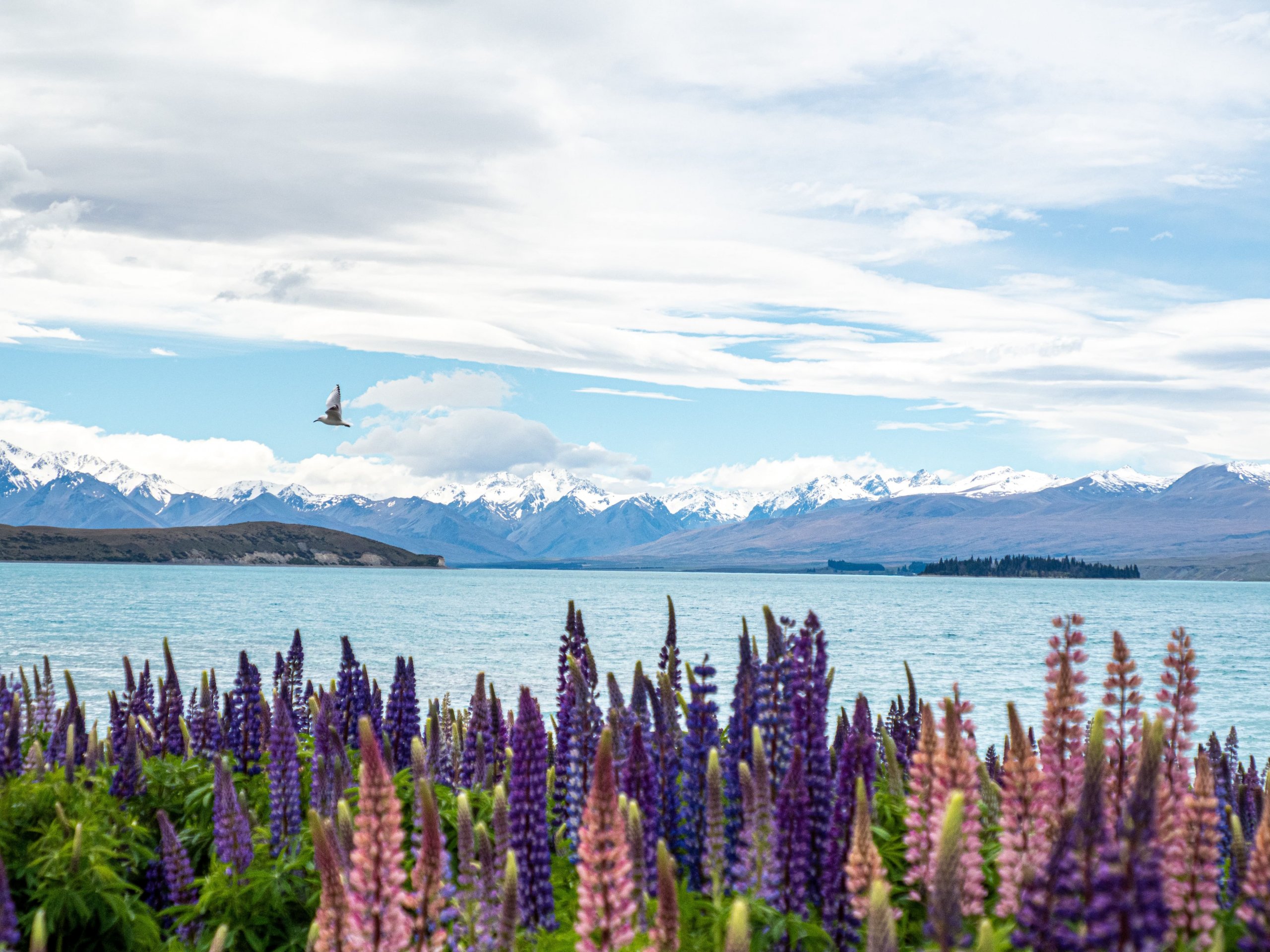 Lago Tekapo, Nova Zelândia. Imagem disponível em Unsplash.