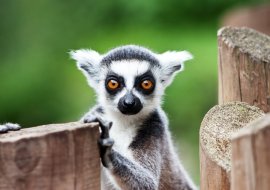 Madagascar: um dos paraísos da África  