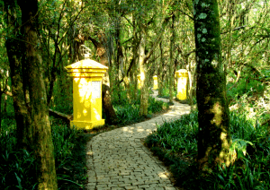 imagem de trilha por dentro do bosque portugal
