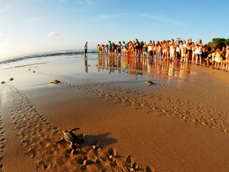 Vista distante de tartarugas na areia da praia