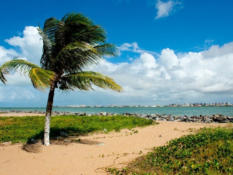 palmeira e caminho de grama e areia levando a uma praia em Aracaju