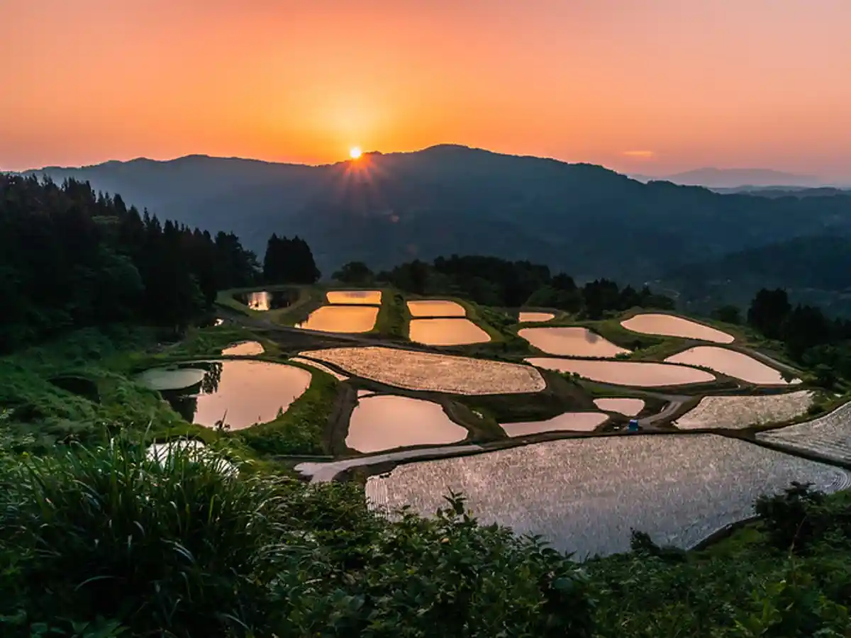 Arrozais em Hoshitoge, Niigata, Japão.