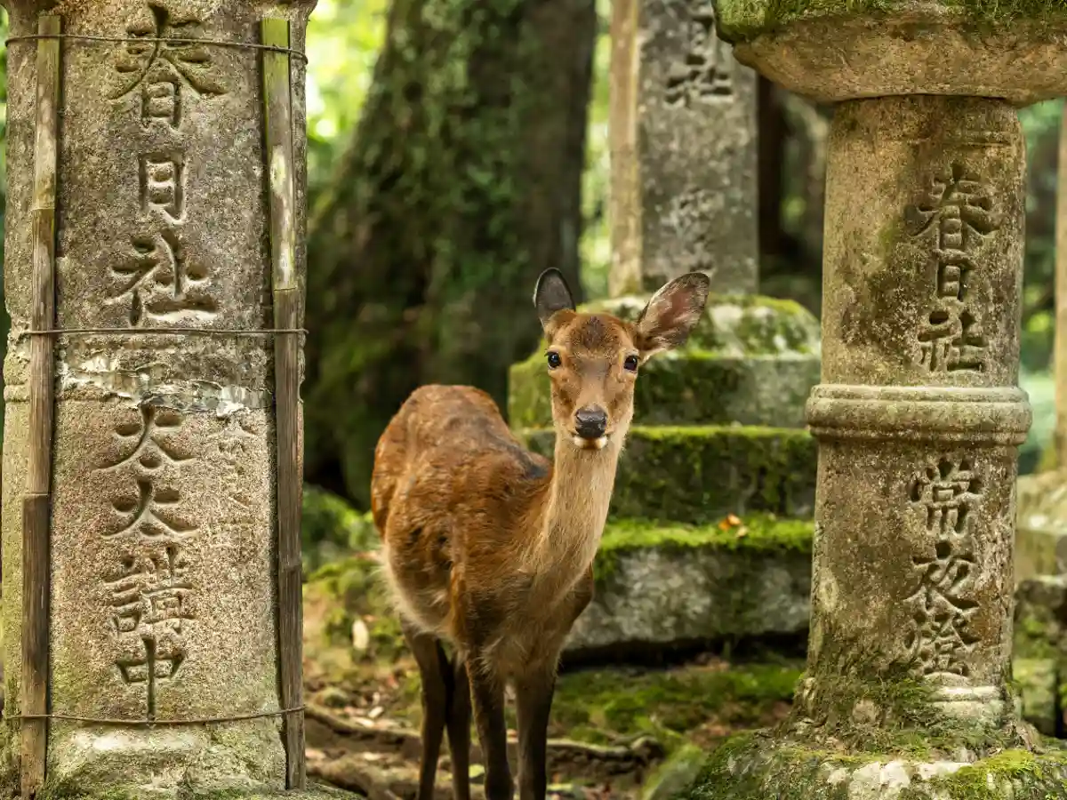 Parque Nara, guia completo Japão.