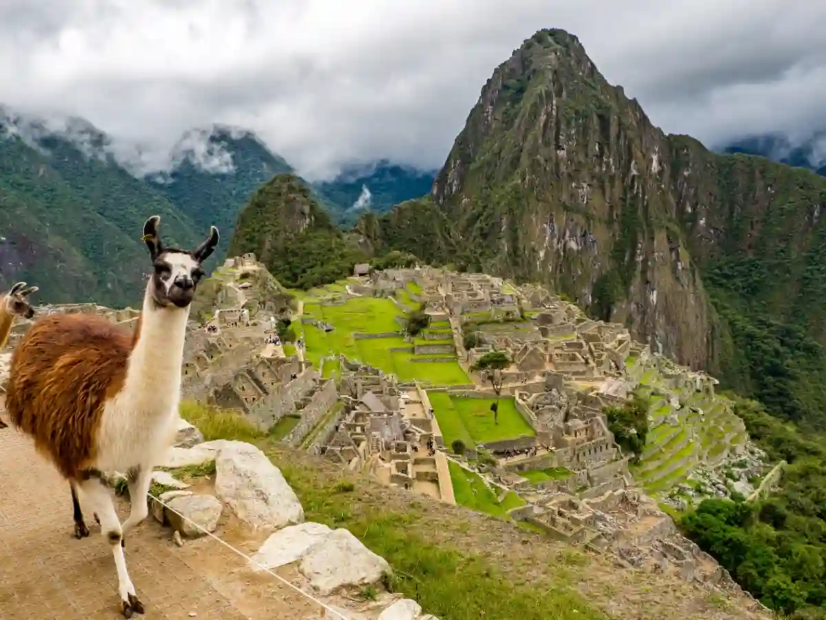 Lhama no sítio arqueológico de Machu Picchu.