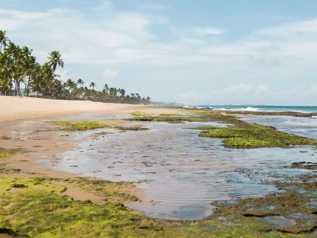 Praia de Muro Alto, dica de o que fazer em Porto de Galinhas.