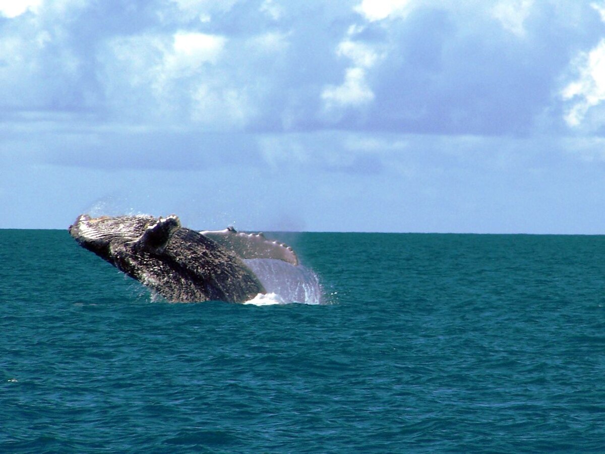 abrolhos